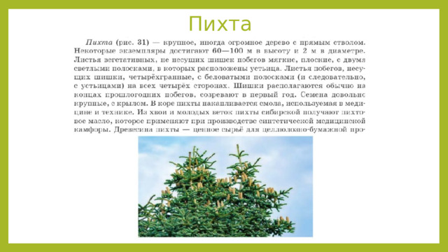 Пихта 