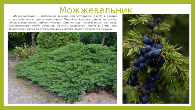 Можжевельник 