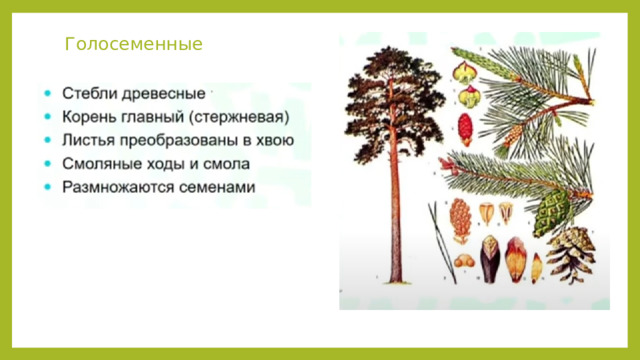 Голосеменные 