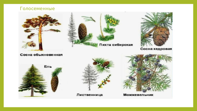 Голосеменные 