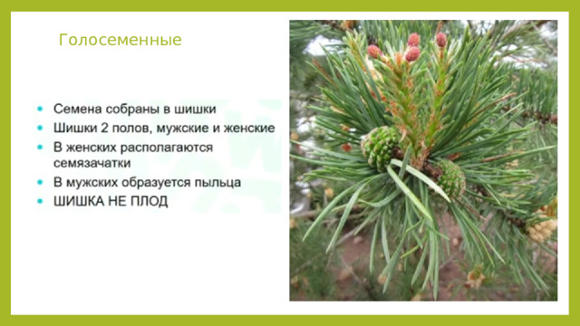 Голосеменные 