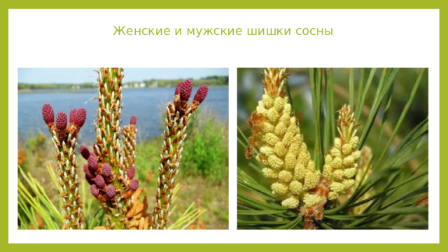 Женские и мужские шишки сосны 