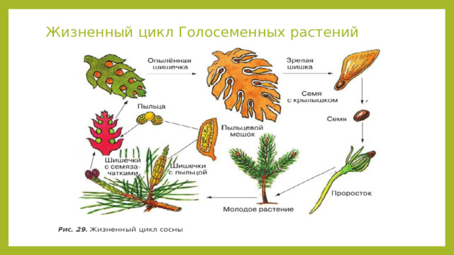 Жизненный цикл Голосеменных растений 