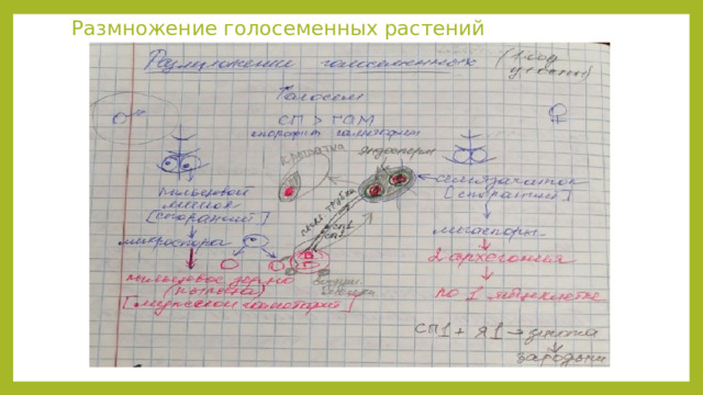 Размножение голосеменных растений 