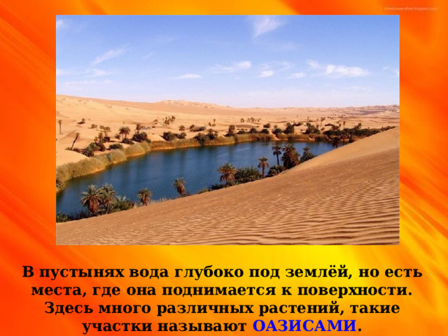 В пустынях вода глубоко под землёй, но есть места, где она поднимается к поверхности. Здесь много различных растений, такие участки называют ОАЗИСАМИ . 