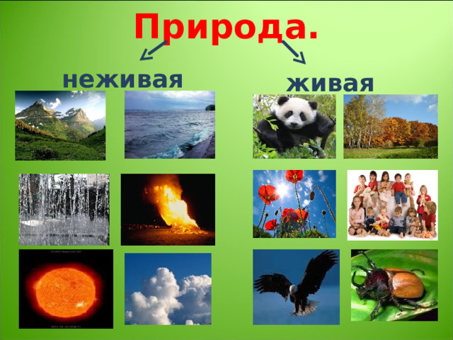 Природа. неживая живая 