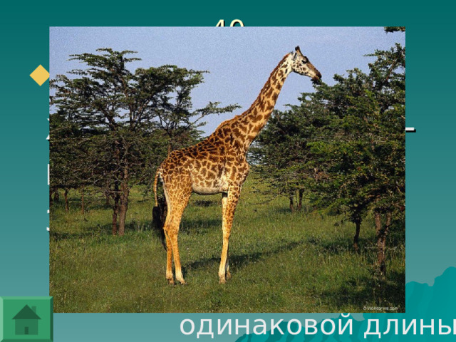 40 Какие ноги у жирафа длиннее - передние или задние?  Все ноги у Жирафа  одинаковой длины. 