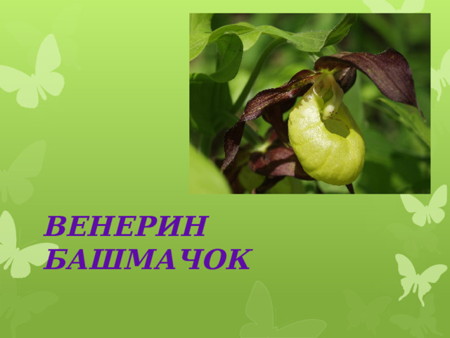 ВЕНЕРИН БАШМАЧОК 