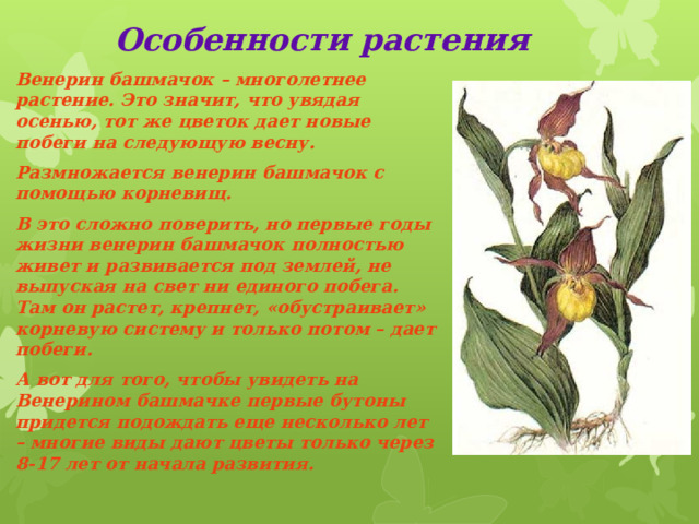 Особенности растения Венерин башмачок – многолетнее растение. Это значит, что увядая осенью, тот же цветок дает новые побеги на следующую весну. Размножается венерин башмачок с помощью корневищ. В это сложно поверить, но первые годы жизни венерин башмачок полностью живет и развивается под землей, не выпуская на свет ни единого побега. Там он растет, крепнет, «обустраивает» корневую систему и только потом – дает побеги. А вот для того, чтобы увидеть на Венерином башмачке первые бутоны придется подождать еще несколько лет – многие виды дают цветы только через 8-17 лет от начала развития. 