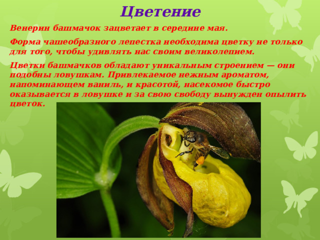 Цветение Венерин башмачок зацветает в середине мая. Форма чашеобразного лепестка необходима цветку не только для того, чтобы удивлять нас своим великолепием. Цветки башмачков обладают уникальным строением — они подобны ловушкам. Привлекаемое нежным ароматом, напоминающем ваниль, и красотой, насекомое быстро оказывается в ловушке и за свою свободу вынужден опылить цветок. 