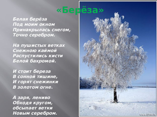  «Берёза» Белая берёза  Под моим окном  Принакрылась снегом,  Точно серебром.   На пушистых ветках  Снежною каймой  Распустились кисти  Белой бахромой.   И стоит береза  В сонной тишине,  И горят снежинки  В золотом огне.   А заря, лениво  Обходя кругом,  обсыпает ветки  Новым серебром. 