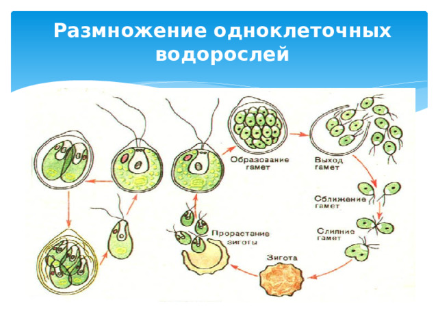Размножение одноклеточных водорослей 