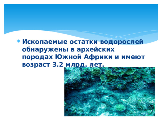 Ископаемые остатки водорослей обнаружены в архейских породах Южной Африки и имеют возраст 3.2 млрд. лет. 