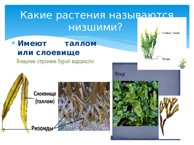 Какие растения называются низшими? Имеют таллом или слоевище 