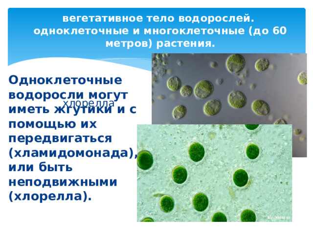 вегетативное тело водорослей.  одноклеточные и многоклеточные (до 60 метров) растения. Одноклеточные водоросли могут иметь жгутики и с помощью их передвигаться (хламидомонада), или быть неподвижными (хлорелла). хлорелла 
