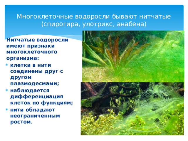 Многоклеточные водоросли бывают нитчатые (спирогира, улотрикс, анабена) Нитчатые водоросли имеют признаки многоклеточного организма: клетки в нити соединены друг с другом плазмодесмами; наблюдается дифференциация клеток по функциям; нити обладают неограниченным ростом . 