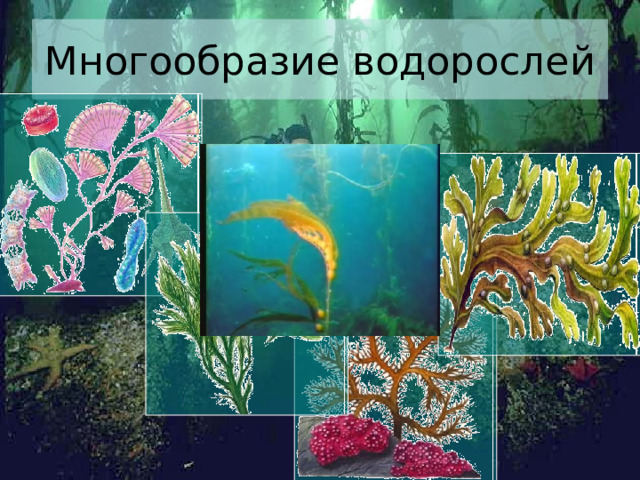 Многообразие водорослей Тем, кто умеет плавать под водой с маской и аквалангом, можно позавидовать! Какие разноцветные сказочные леса видят они на морском дне! Их встречают целые заросли ярко-красных, темно-коричневых, розовых, зеленых водорослей самых удивительных и причудливых форм. Помимо мелких одноклеточных и нитчатых зеленых водорослей, в морях и океанах встречается множество разнообразных крупных водорослей. Они окрашены во все оттенки коричневого, бурого и красного цветов. Их и относят, соответственно, к отделам бурых и красных водорослей.    