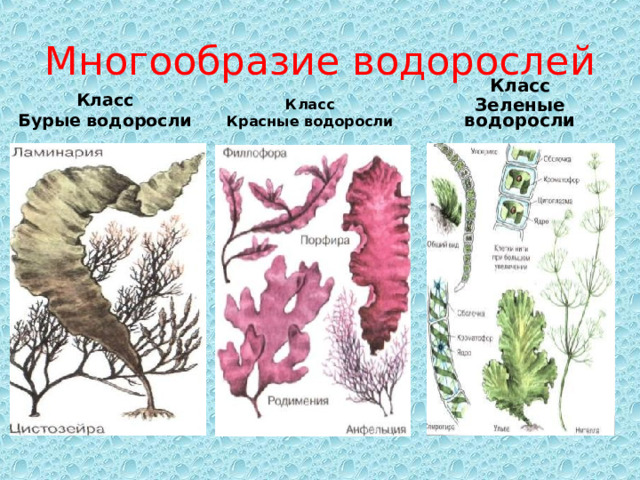 Многообразие водорослей Класс Бурые водоросли Класс Красные водоросли Класс Зеленые водоросли 
