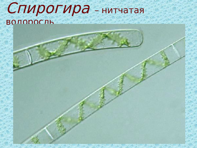 Спирогира – нитчатая водоросль 