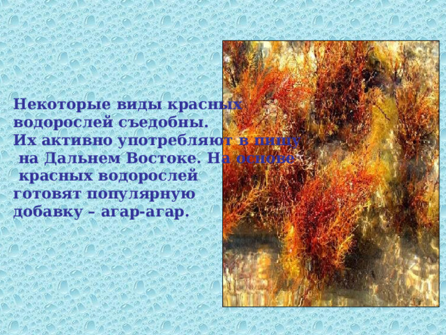 Некоторые виды красных водорослей съедобны. Их активно употребляют в пищу  на Дальнем Востоке. На основе  красных водорослей готовят популярную добавку – агар-агар.   