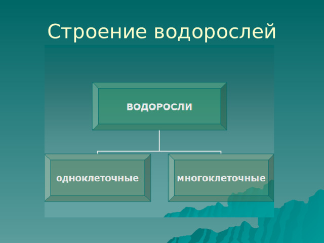 Строение водорослей 