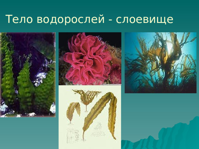 Тело водорослей - слоевище 