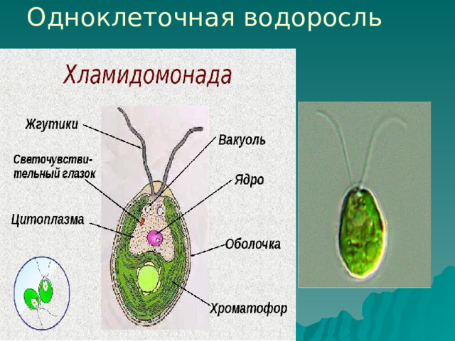 Одноклеточная водоросль 