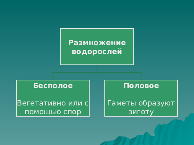Размножение водорослей Бесполое Половое  Вегетативно или с помощью спор Гаметы образуют зиготу 