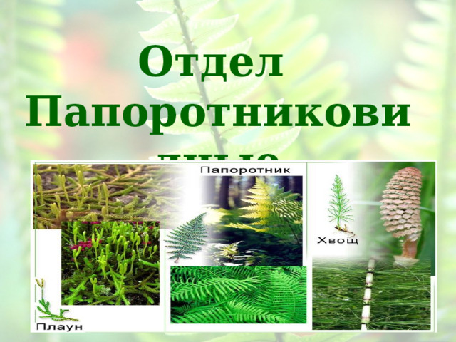     Отдел Папоротниковидные       