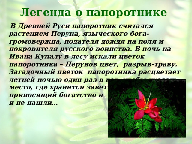 Легенда о папоротнике  В Древней Руси папоротник считался растением Перуна, языческого бога-громовержца, подателя дождя на поля и покровителя русского воинства. В ночь на Иванa Купалу в лесу искали цветок папоротника – Перунов цвет, разрыв-траву. Загадочный цветок папоротника расцветает летней ночью один раз в год, чтобы указать место, где хранится заветный клад, приносящий богатство и счастье. Но его так и не нашли…  
