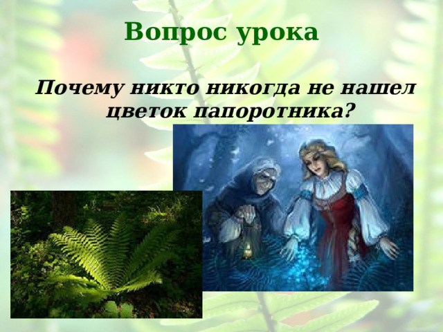 Вопрос урока  Почему никто никогда не нашел цветок папоротника?  