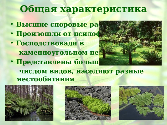 Общая характеристика Высшие споровые растения Произошли от псилофитов Господствовали в  каменноугольном периоде Представлены большим  числом видов, населяют разные местообитания 