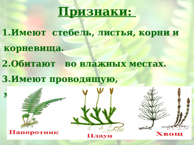 Признаки:   Имеют стебель, листья, корни и корневища. Обитают во влажных местах. Имеют проводящую, механическую и покровную ткани.  