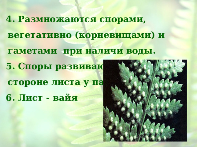 4. Размножаются спорами, вегетативно (корневищами) и гаметами при наличи воды. 5. Споры развиваются на нижней стороне листа у папоротников. 6. Лист - вайя  