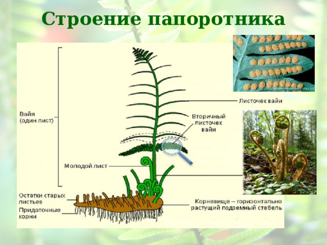 Строение папоротника 