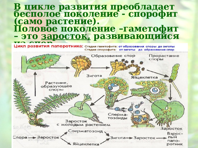   В цикле развития преобладает бесполое поколение - спорофит (само растение).  Половое поколение –гаметофит – это заросток, развивающийся из спор 
