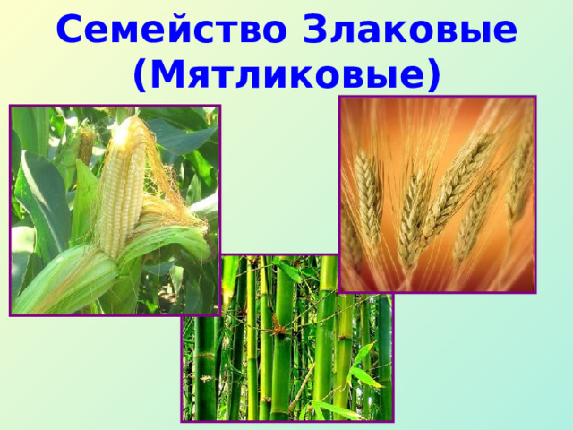 Семейство Злаковые  (Мятликовые) 