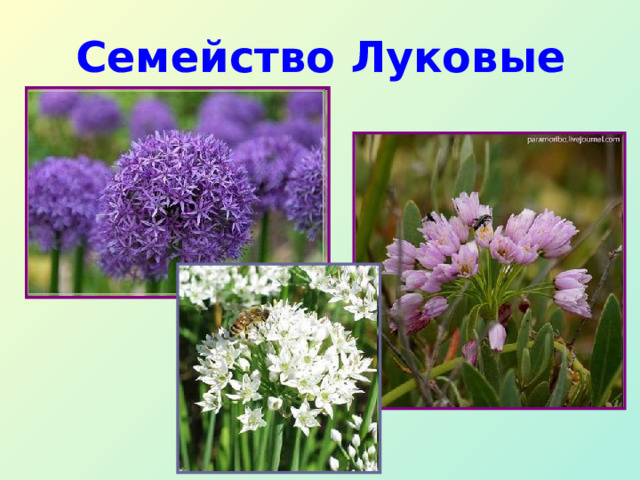 Семейство Луковые 