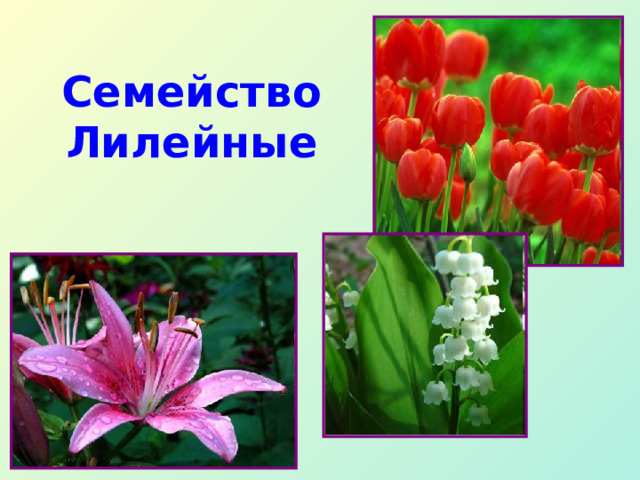 Семейство  Лилейные 