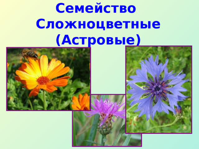 Семейство Сложноцветные  (Астровые ) 