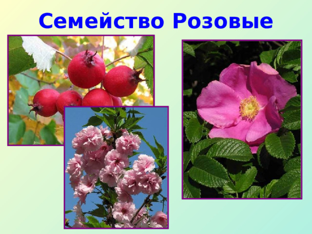 Семейство Розовые 