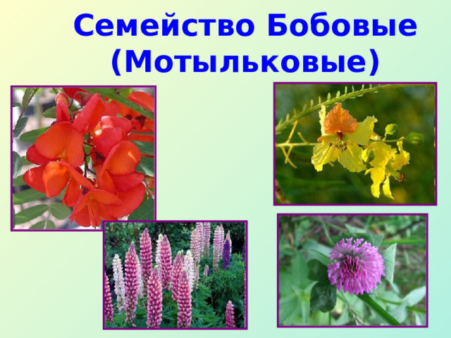 Семейство Бобовые (Мотыльковые) 