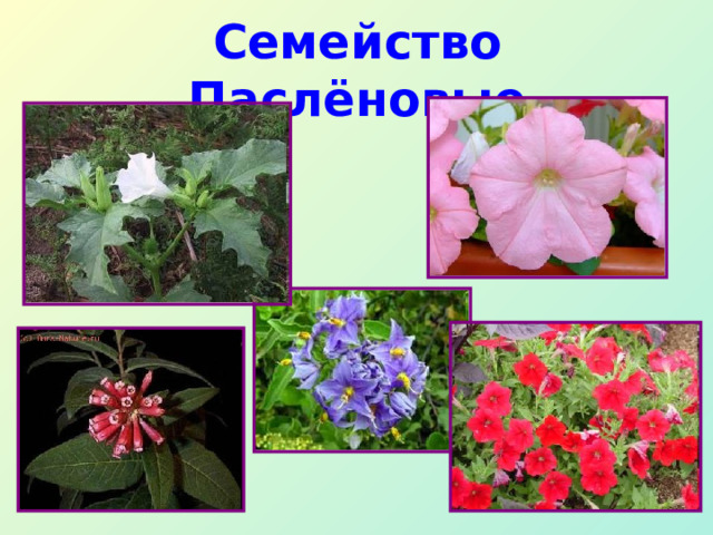 Семейство Паслёновые 