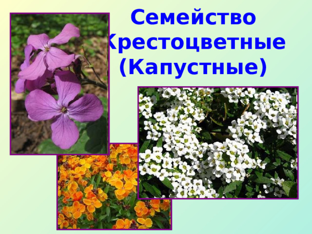 Семейство Крестоцветные (Капустные) 