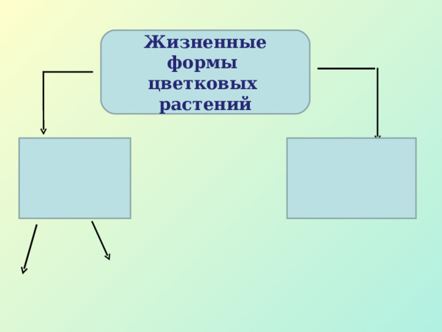 Жизненные формы цветковых растений 