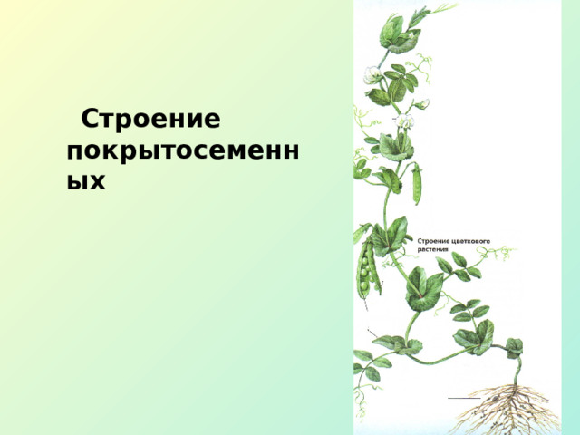  Строение покрытосеменных 