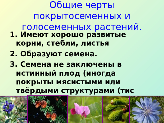 Общие черты покрытосеменных и голосеменных растений. 1. Имеют хорошо развитые корни, стебли, листья 2. Образуют семена. 3. Семена не заключены в истинный плод (иногда покрыты мясистыми или твёрдыми структурами (тис ягодный, кедровый орех).  