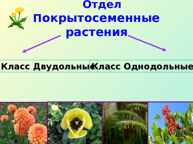  Отдел П окрытосеменные растения Класс Двудольные Класс Однодольные 