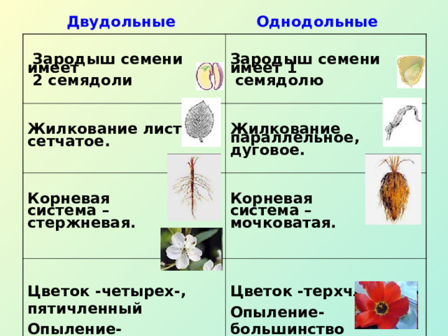 Однодольные Двудольные   Зародыш семени  имеет  2 семядоли   Жилкование листа сетчатое.   Зародыш семени  имеет 1  семядолю   Жилкование параллельное, дуговое.   Корневая система – стержневая.    Корневая система – мочковатая.   Цветок -четырех-, пятичленный Опыление-большинство опыляются насекомыми   Цветок -терхчленный Опыление-большинство Опыляются  ветром    