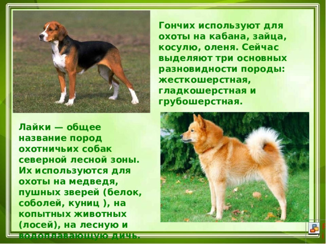 Гончих используют для охоты на кабана, зайца, косулю, оленя. Сейчас выделяют три основных разновидности породы: жесткошерстная, гладкошерстная и грубошерстная. Лайки — общее название пород охотничьих собак северной лесной зоны. Их используются для охоты на медведя, пушных зверей (белок, соболей, куниц ), на копытных животных (лосей), на лесную и водоплавающую дичь. 